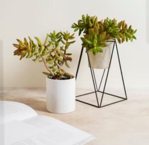 decor your corner with plants